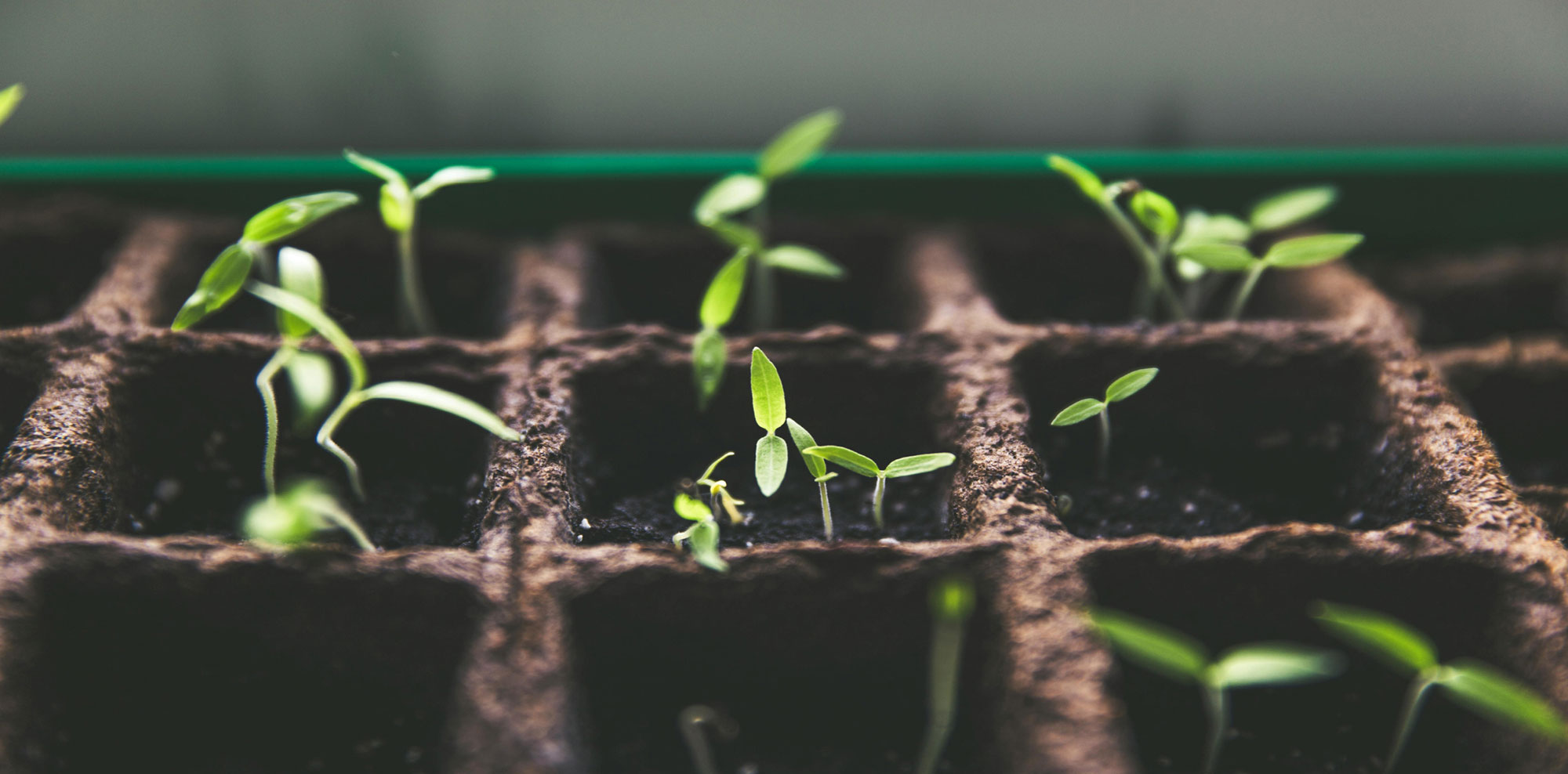 rows of green seedling plants coming out of carton of dirt/pots