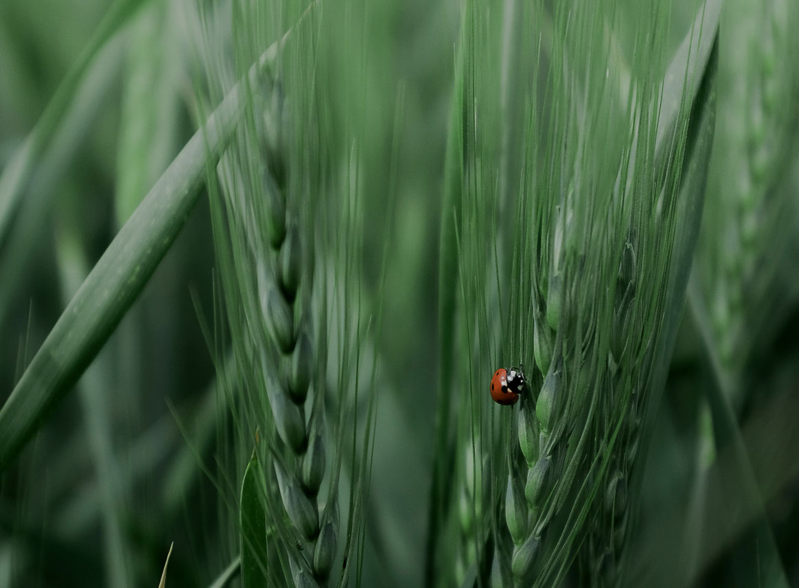 close up of green blades of grass with a red ladybug